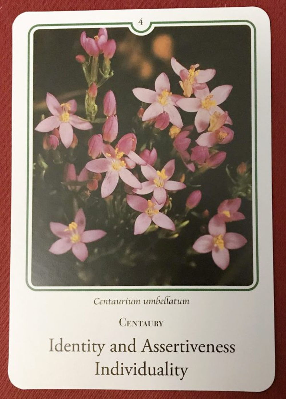 Blossom Cards 4 CENTAURY