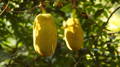 2 raw jackfruits hanging from a branch of a tree