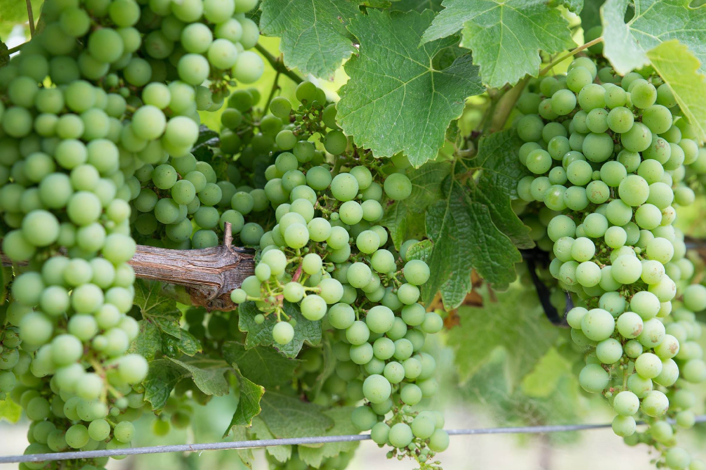 How Chardonnay is made