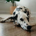 Pierres d'urate Dalmatien