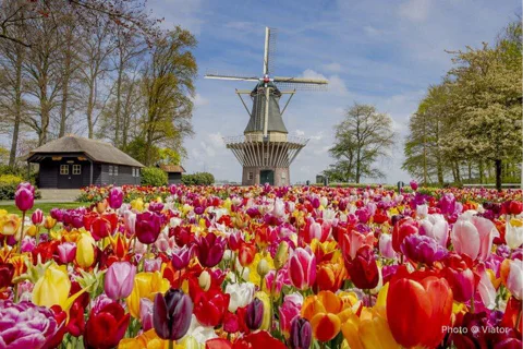 Amsterdam: Day trip to Tulip Farm, Keukenhof + Windmill Cruise