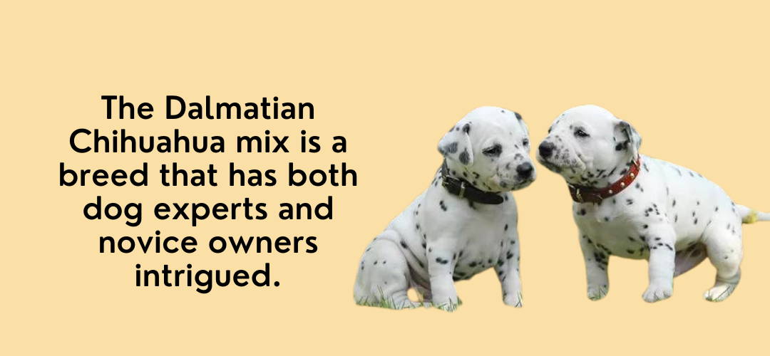 chihuahua mixed with dalmatian