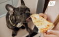 Dog tempted to take a bite of pizza