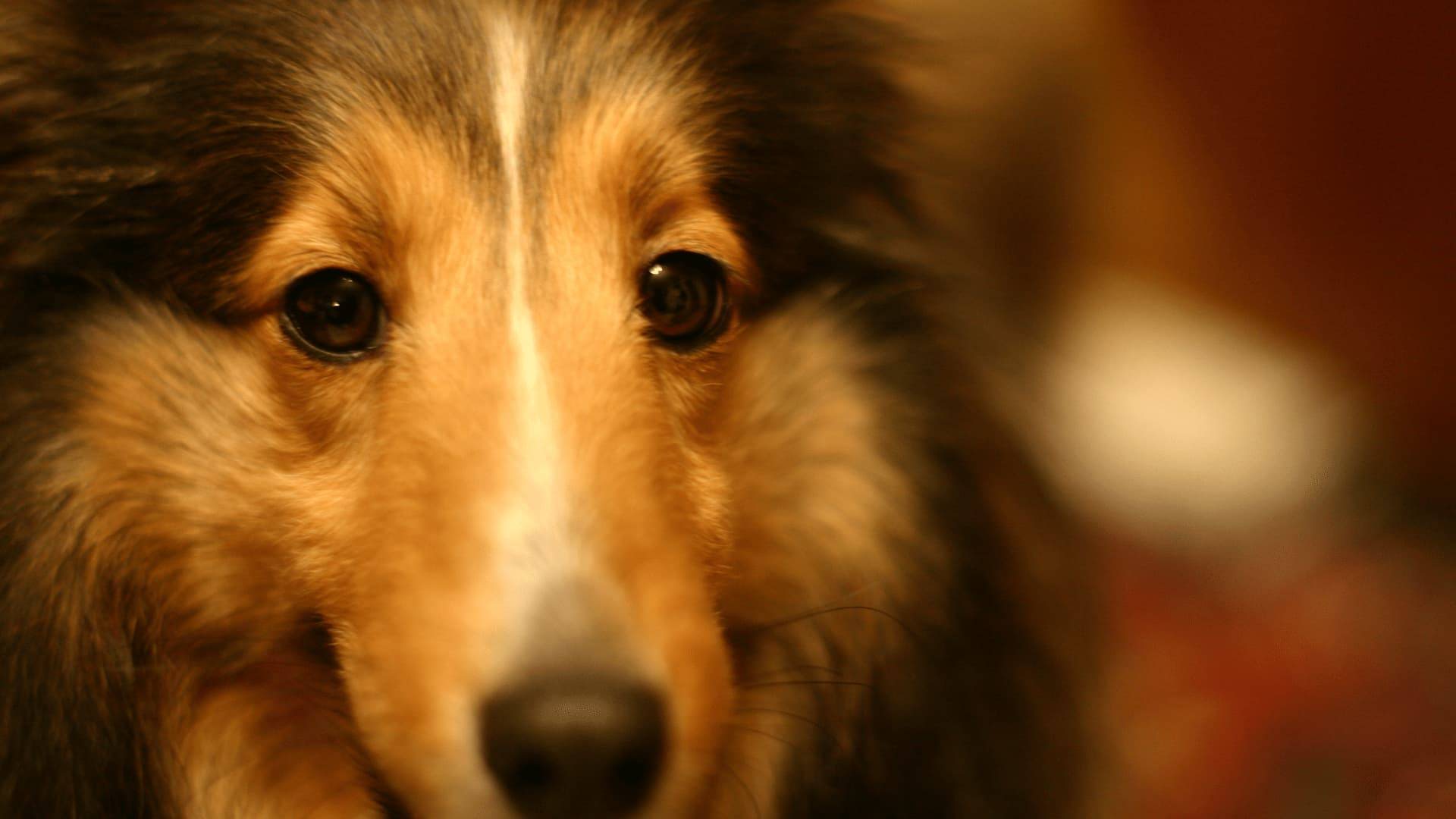 Hund leidet