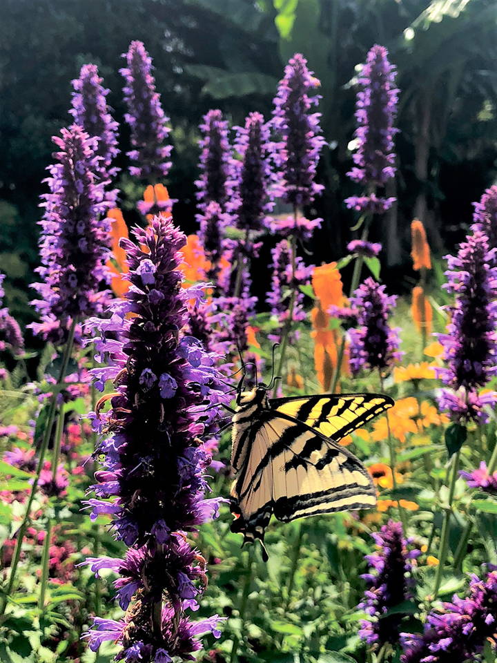 Purple hummingbird mint flower spikes with a swallowtail butterfly