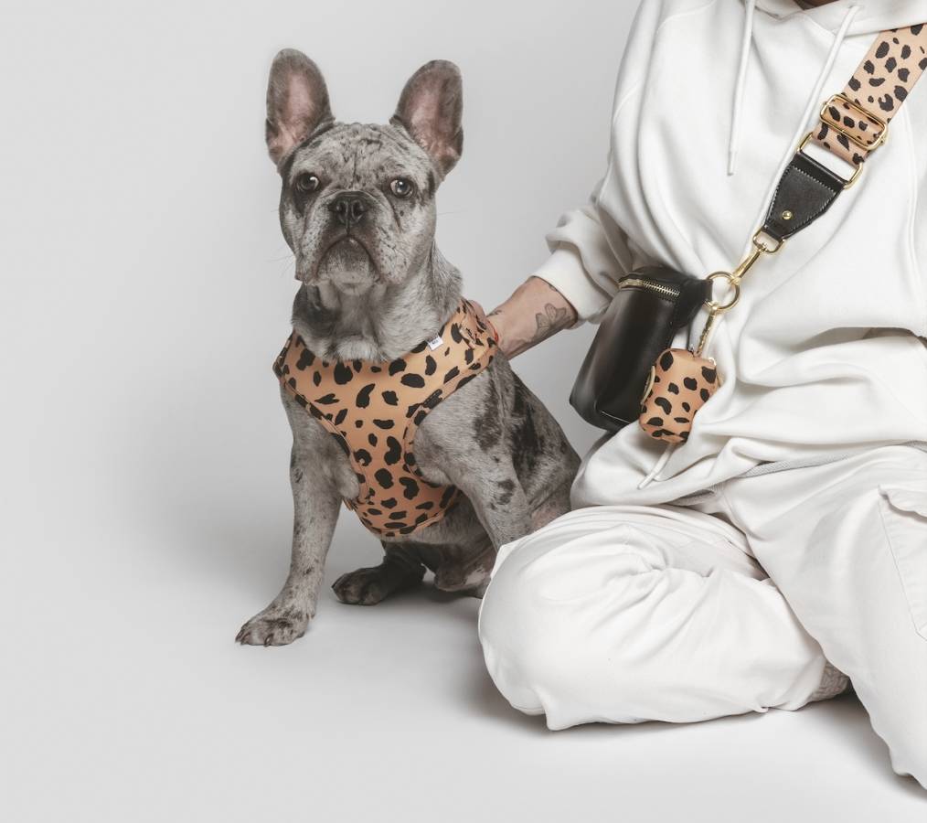 how long do french bulldogs live on average