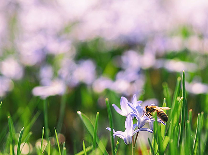  Valencia
- Joignez-vous à Engel & Völkers et plantez des fleurs sauvages : offrez une maison aux abeilles. Nous avons les graines, vous avez le jardin !