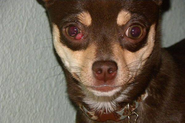 my chihuahua has cherry eye