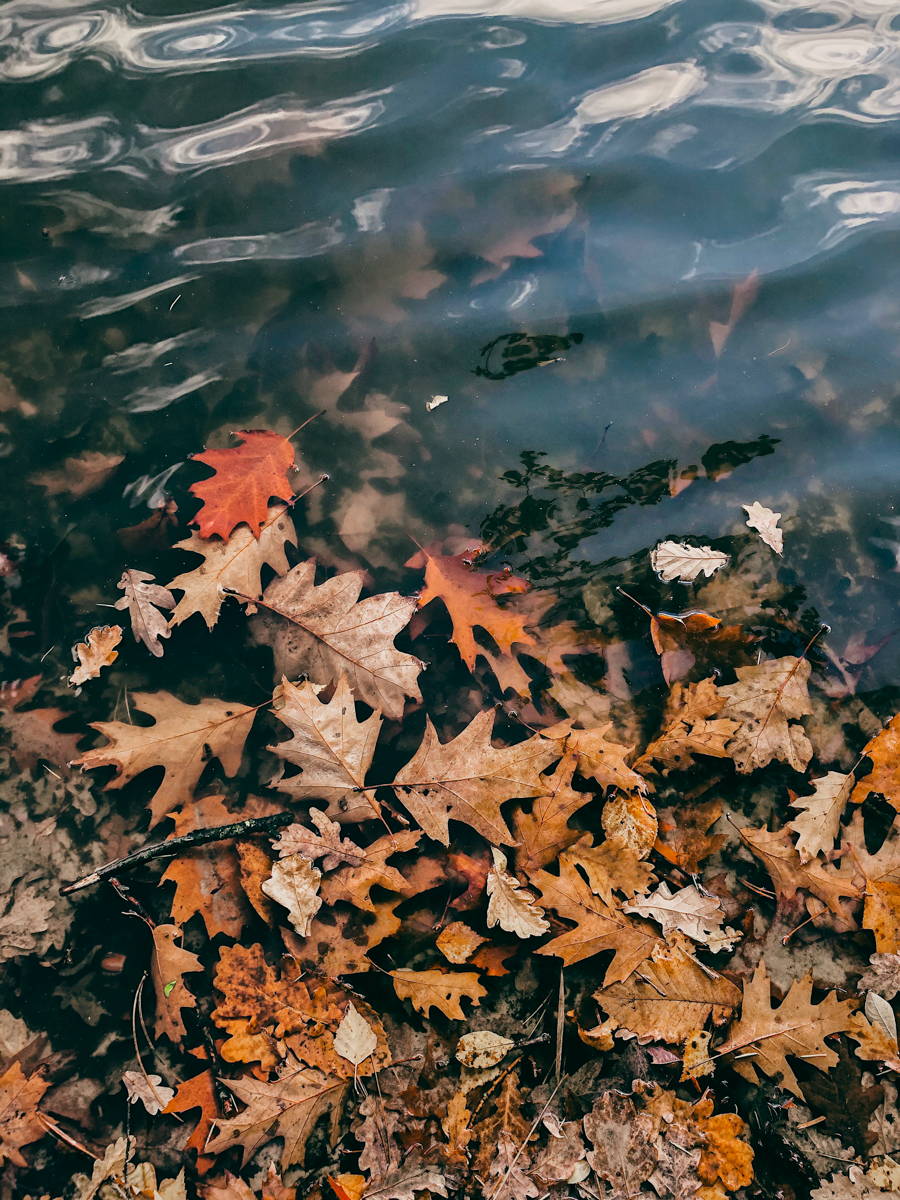 REFINED Ektar Mobile Presets: Autumn Leaves Floating On Water