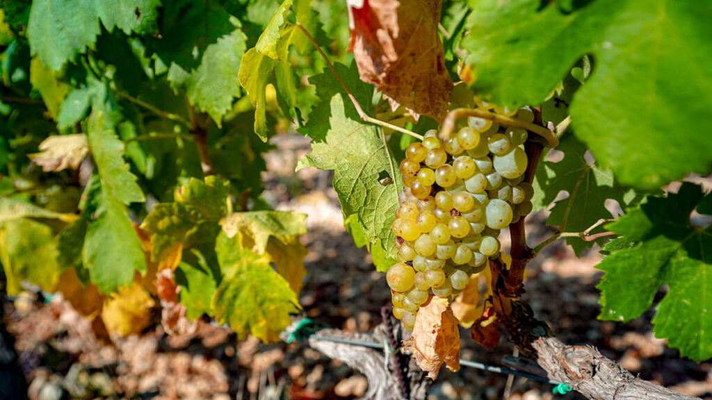 The Wines of Lumbarda - Visit Lumbarda