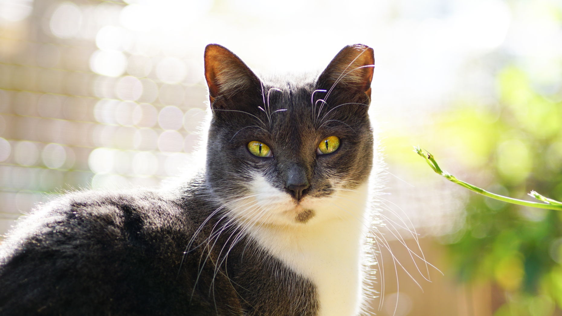 Copper's Cat Commune Donor portal