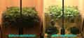 Before and after defoliating and lollipopping a cannabis plant in flower