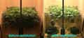 Before and after defoliating and lollipopping a cannabis plant in flower