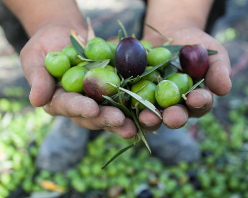 Food & Wine Tours Palma di Montechiaro: Visit to the olive grove and oil mill with tasting