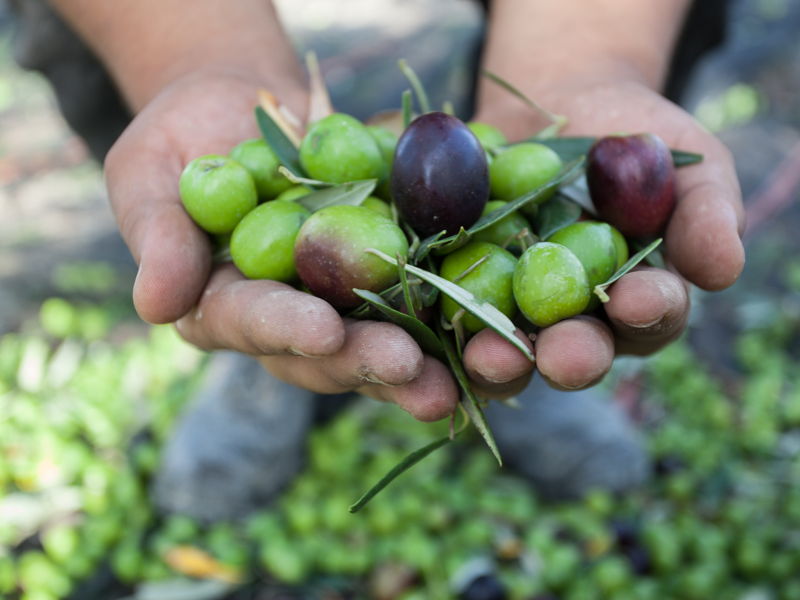 Tours œnogastronomiques Palma di Montechiaro: Visite de l'oliveraie et du moulin à huile avec dégustation