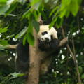 Panda in tree