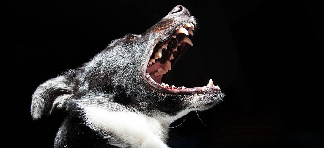 Zahnpflege Beim Hund Hilft Auch Gegen Mundgeruch