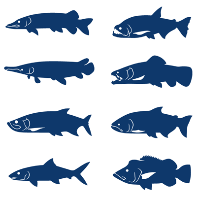 怪魚 ステッカー  田中恵司  AWRD アワード