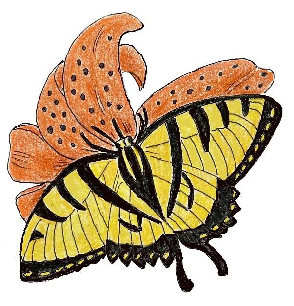 Drawing of a swallowtail on a tiger lily by Lisa Meyers McClintick