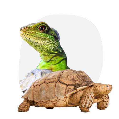 Categoría Reptiles y Exóticos