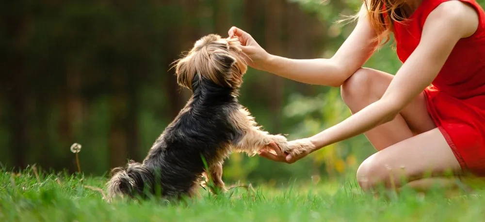chorkie training