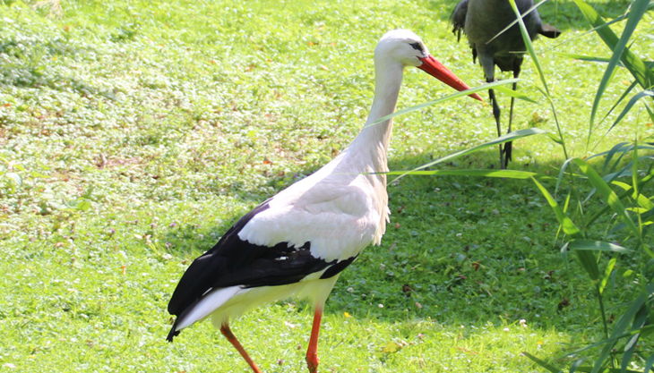 wildpark reuschenberg weissstorch
