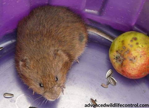 vole_removal_and_prevention