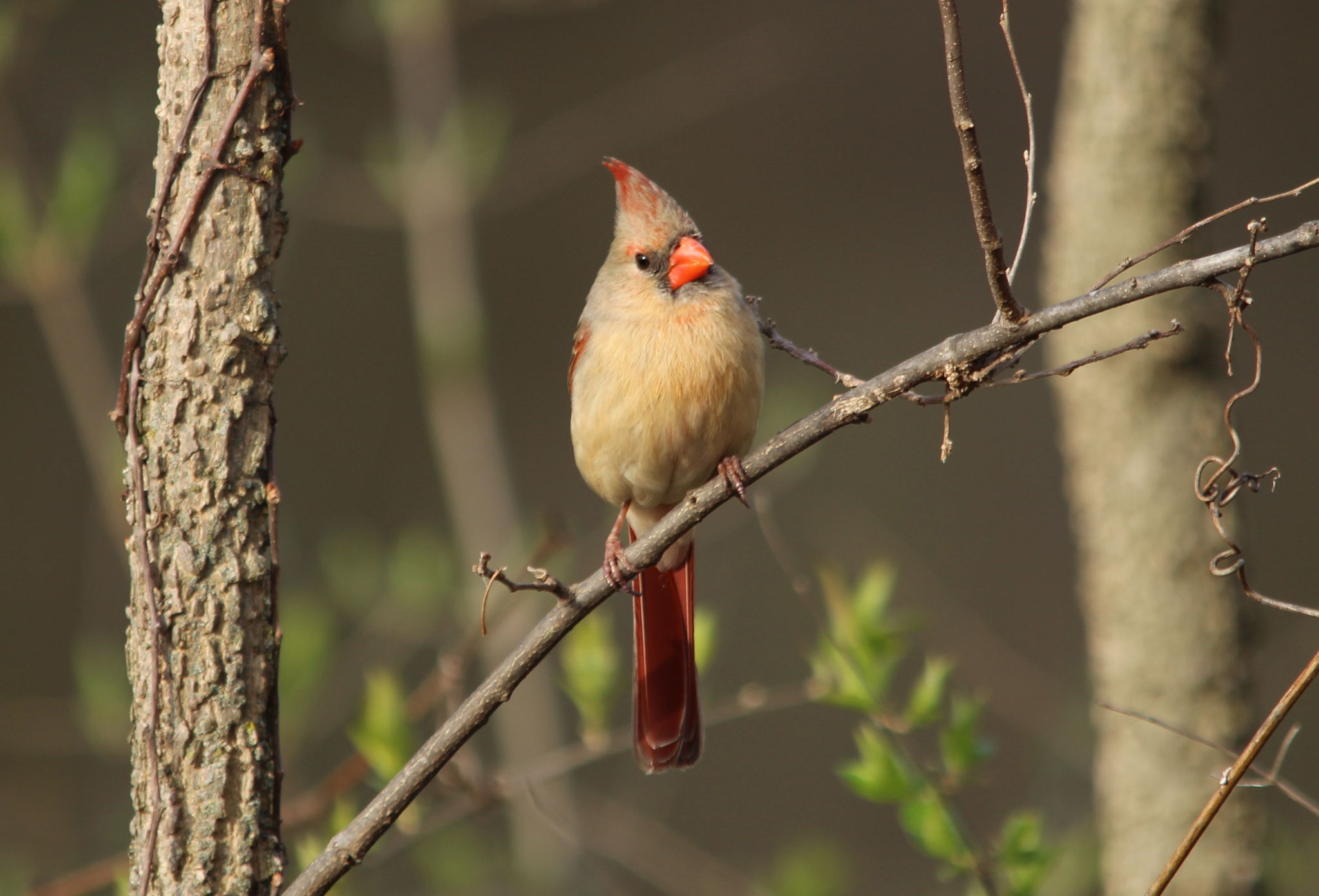 Female Cardinal