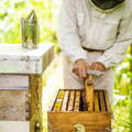 beekeeping-hive-maintenance-gypsy-shoals-farm