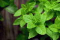 spearmint and peppermint essential oil