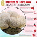 Benefits of Lion's Mane Mushroom Infographic