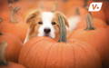 Dog peeking over some pumpkins