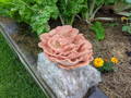Mushroom Kit in the garden ready for harvest