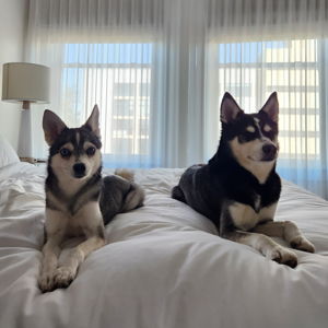 Pet Hotel For Our Honeymoon