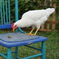 white leghhorn chicken pullet