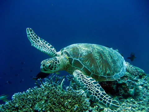 Antalya Scuba Diving Adventure w/Private Expert Diver Option