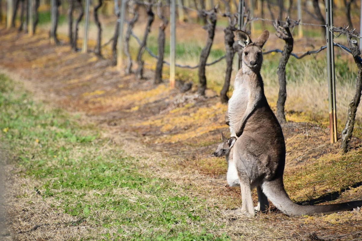 Vignobles en Hunter Valley, Australie