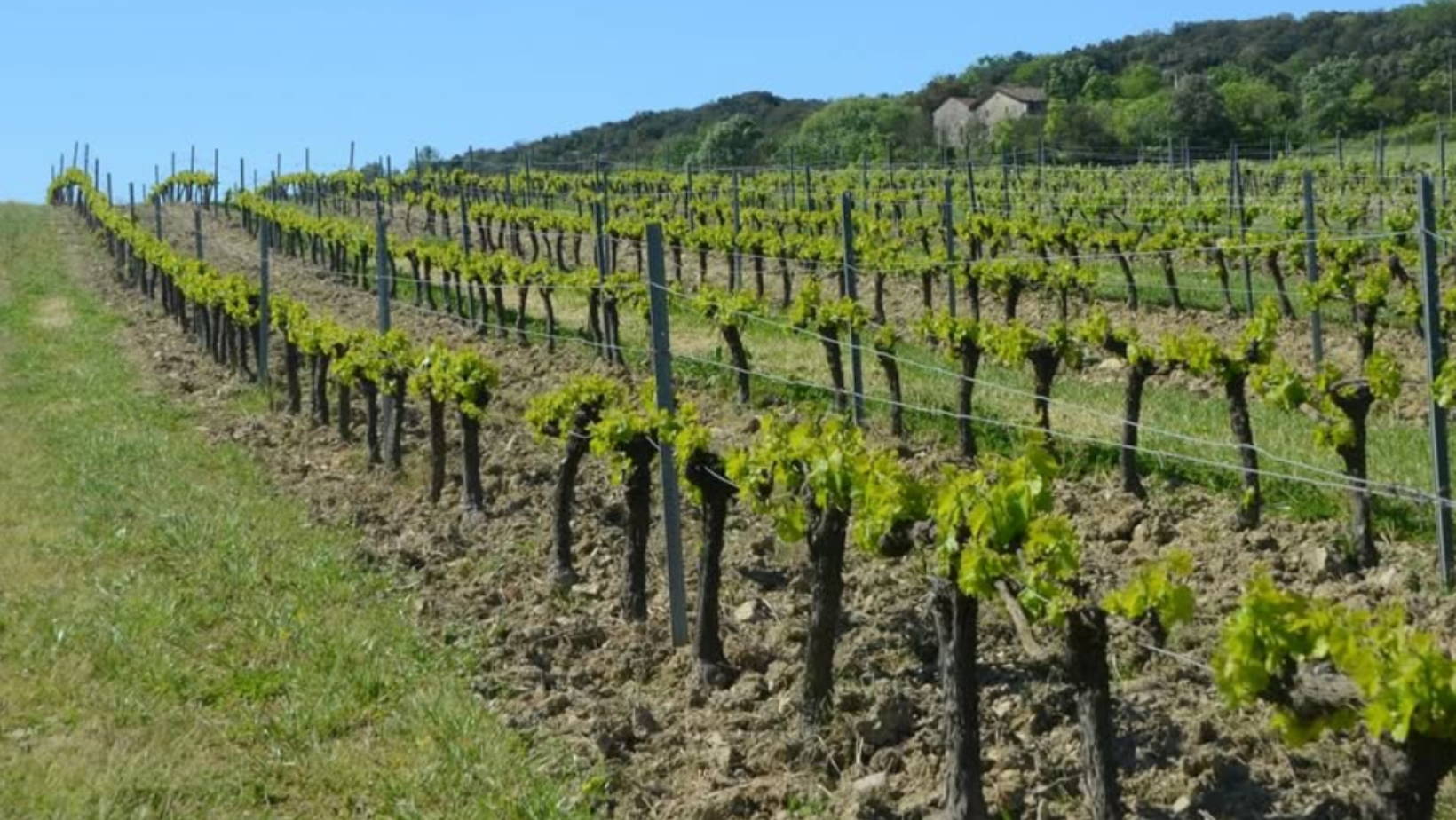 France, vin nature, rawwine, organic wine, vin bio, vin sans intrants, vin sans souffre, vin sans sulfites ajoutés, vin rouge, vin blanc, rouge, blanc, vin propre, vigneron, domaine bio, biodynamie, vigneron nature, vin biodynamique, raizin brut, Quimper, Finistère, Morbihan, château puech redon, puech redon, cyril cuche, cévennes, piémont cévenol, pour de vrai, new york time, point g, apparente , sensitive, languedoc
