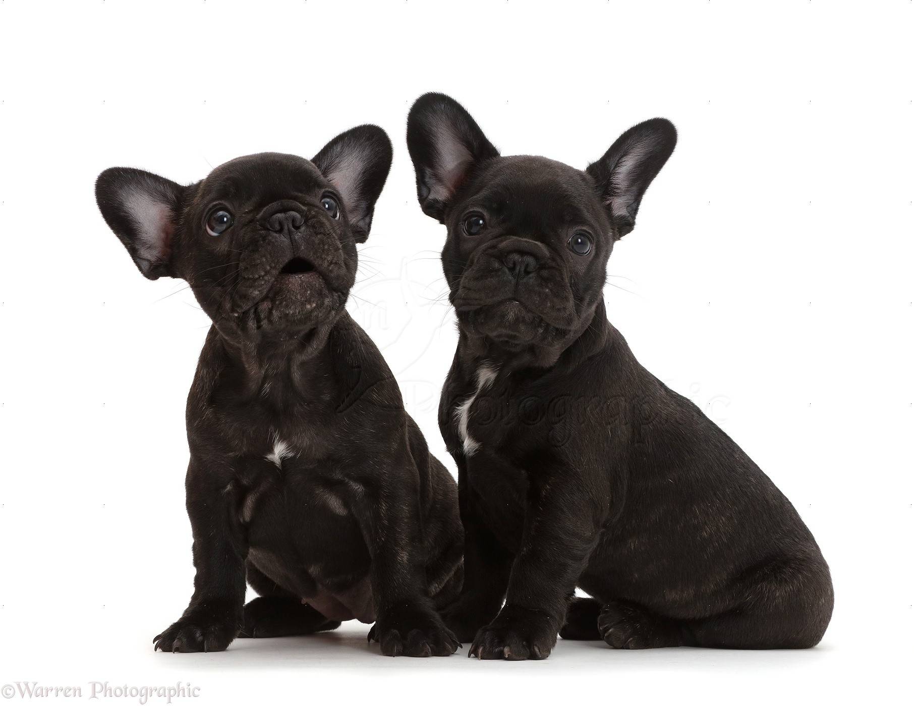 french bulldog 7 weeks old