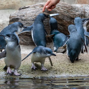 Korora Penguin Colony Viewing 🐧