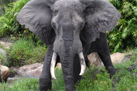 large male elephant in Shimba Hills National Park.jpg
