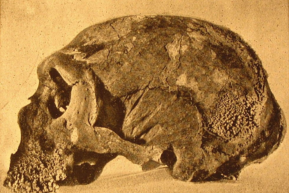  San Felice Circeo
- cranio-neanderthal-ok_large.jpg