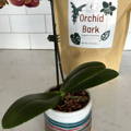 Freshly repotted orchid using Elm Dirt Orchid Bark