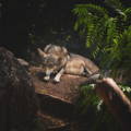 wolf cub resting on a fallen tree trunk in the forest