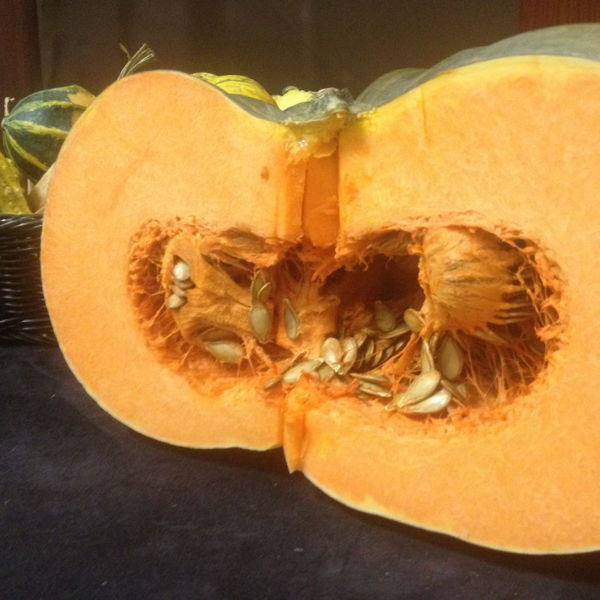 courge-muscade-ou-musquee