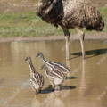 emu_chicks_and_father_pond