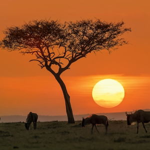 Contribute to Our Safari Honeymoon Adventure!