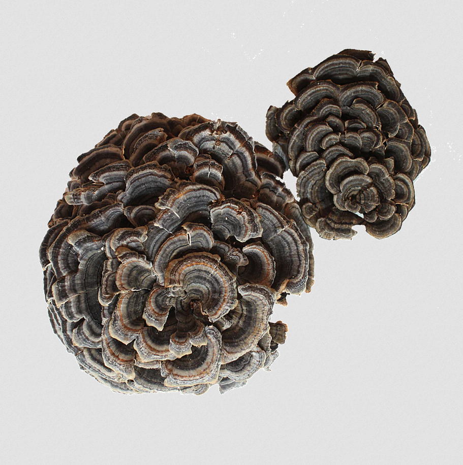 Concentrated Organic Turkey Tail Mushroom Powder Order x 15 - Image 4