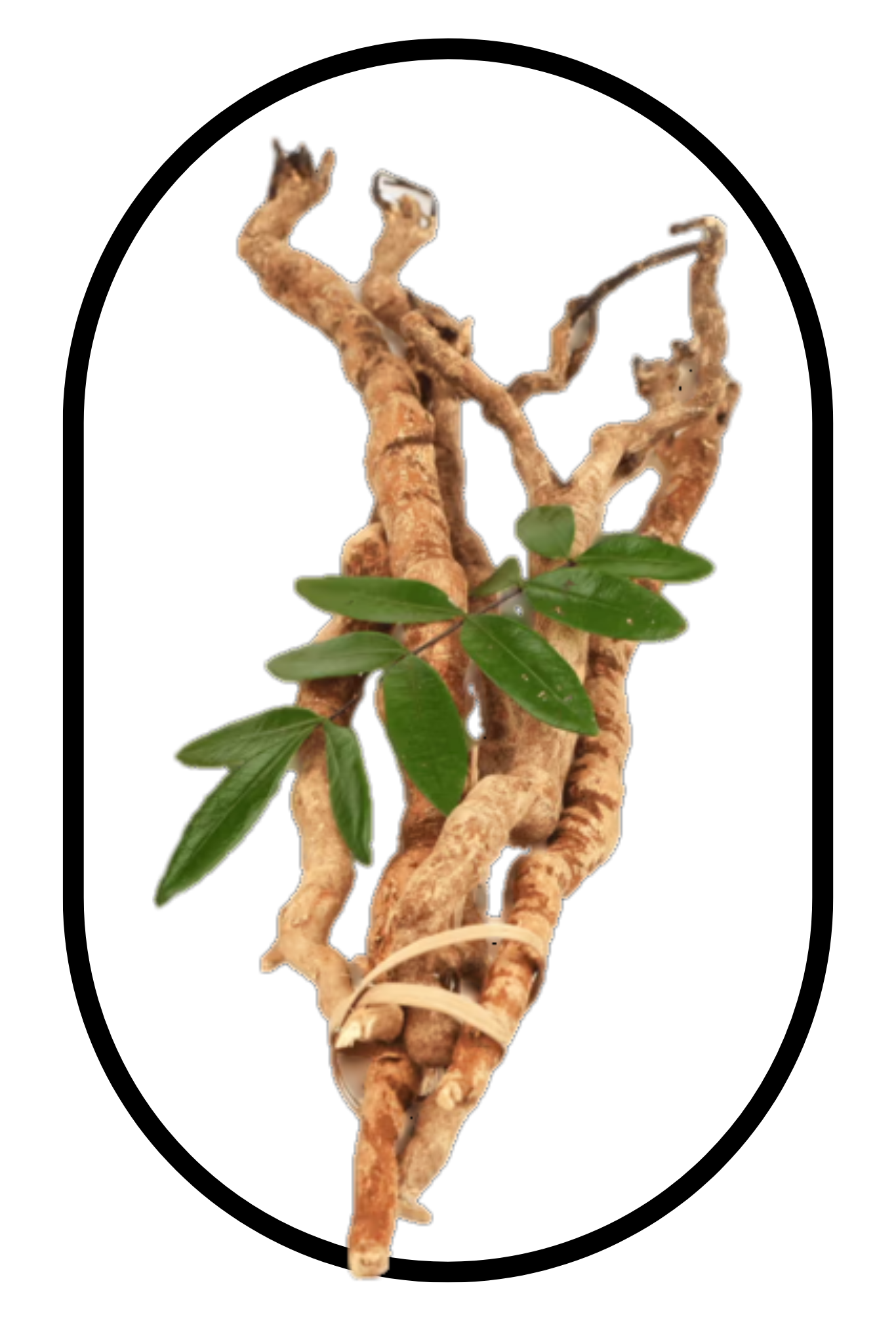 Panax Ginseng, a key ingredient in the best tongkat ali singapore
