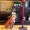 How To Choose The Best Vacuum For Pet Hair 